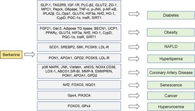 Molecular mechanisms, targets and clinical potential of berberine in regulating metabolism: a review focussing on databases and molecular docking studies